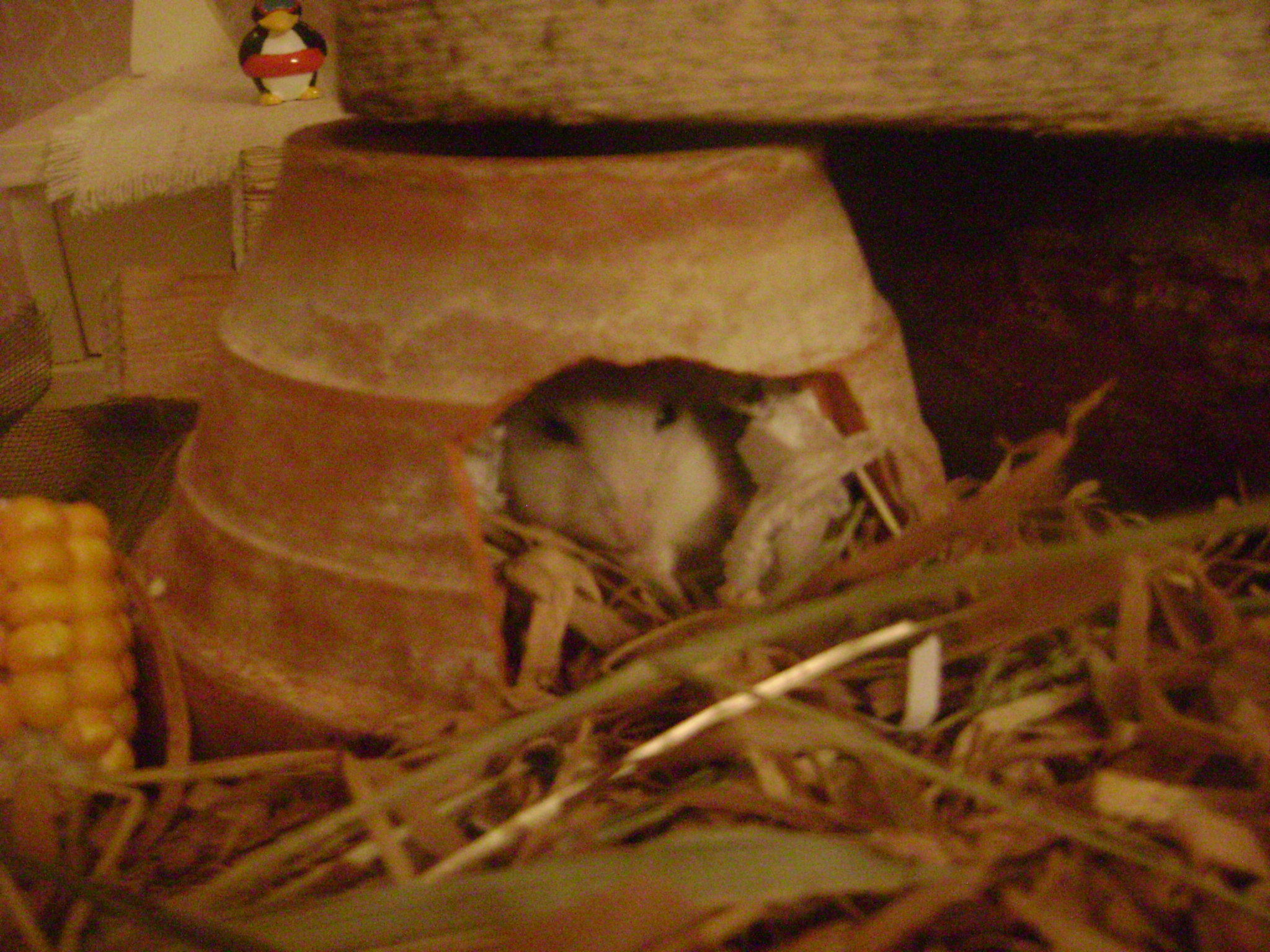 DSC03756.JPG