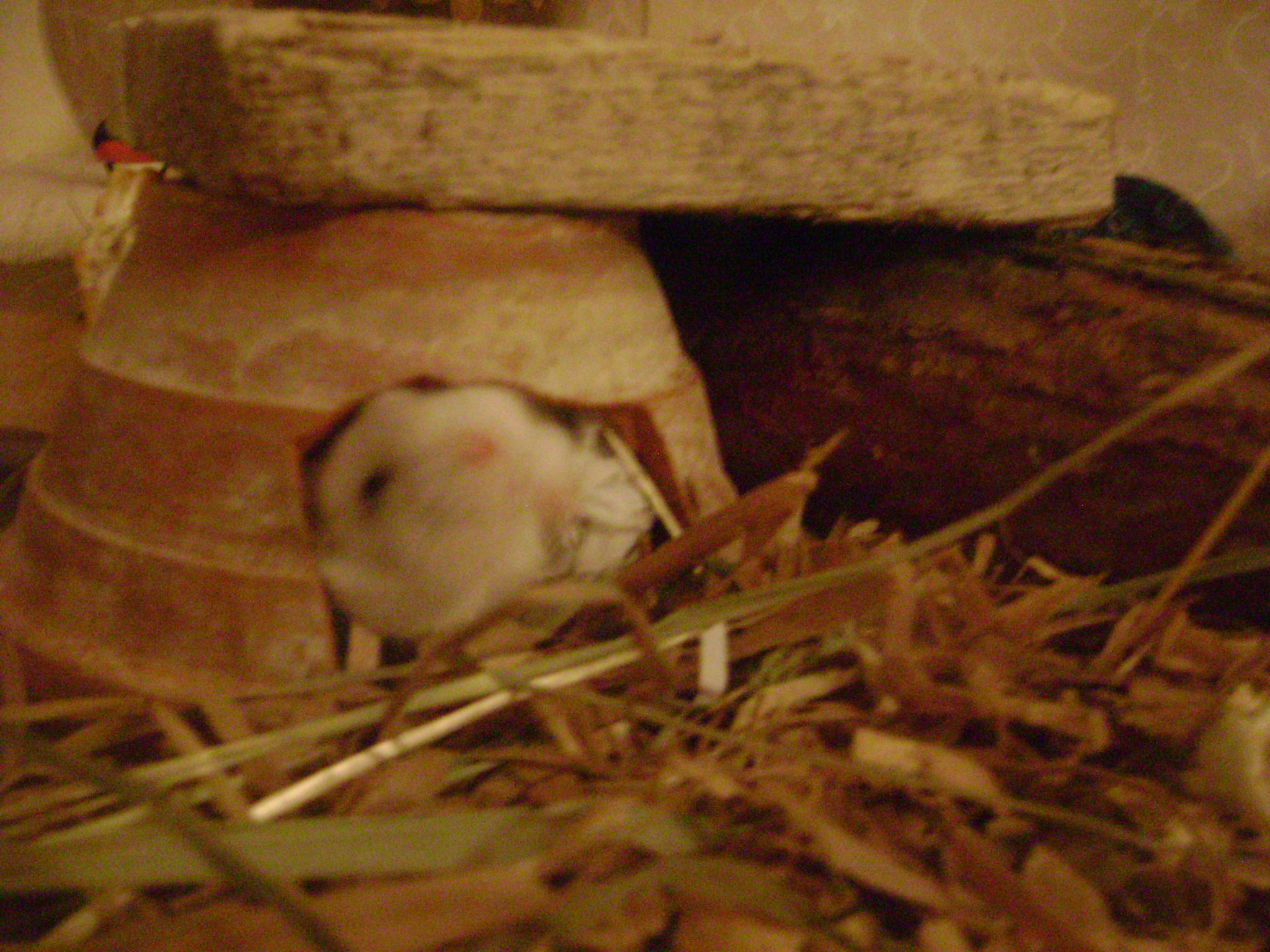 DSC03760.JPG